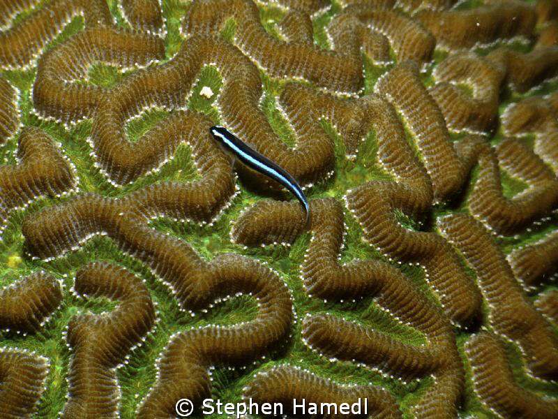 Neon goby on Maze coral by Stephen Hamedl 