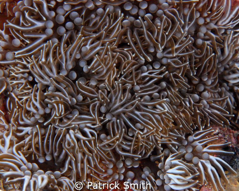 A branching anemone off Saba Island , N.A. by Patrick Smith 
