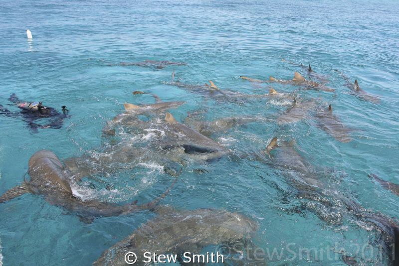 Only for the bravest. Lemon Sharks might be called puppie... by Stew Smith 