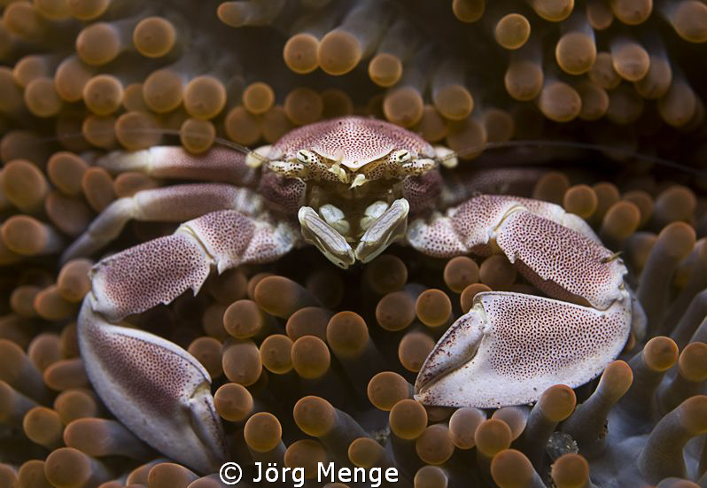 Right in the middle
Anemone Porcelain Crab - Neopetrolis... by Jörg Menge 