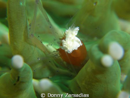Anemone Shrimp. Challenging Subject. Hard to Focus. by Donny Zarsadias 