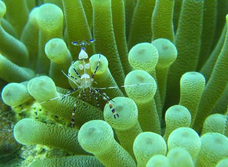 Spotted Cleaner Shrimp taken on Le Sport Reef in St. Luci... by Marcus Joseph 