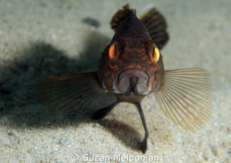 This is how to stand your ground.

Juvenile Black Bass by Suzan Meldonian 