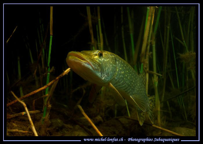 Face to face with this beautiful Adult Pike Fish... :O)... by Michel Lonfat 