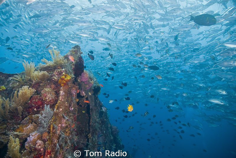 Fish Soup
Tulamben Wreck
Bali, Indonesia by Tom Radio 