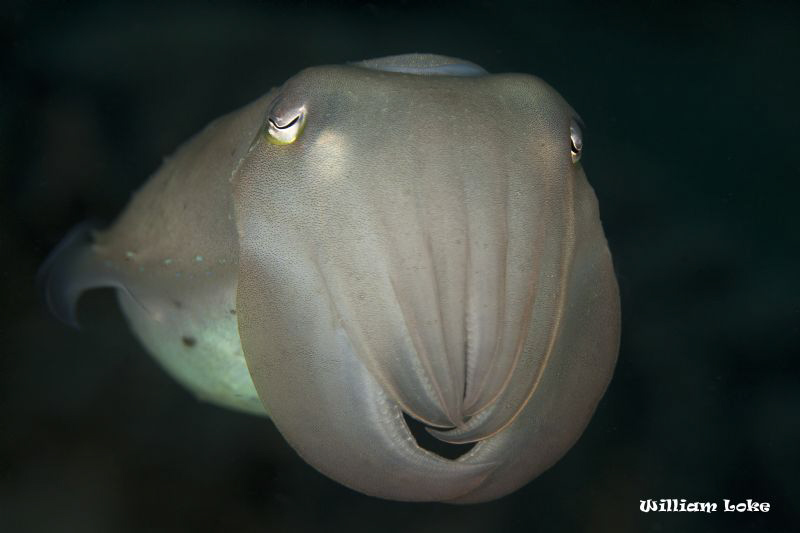 close up cuttlefish by William Loke 