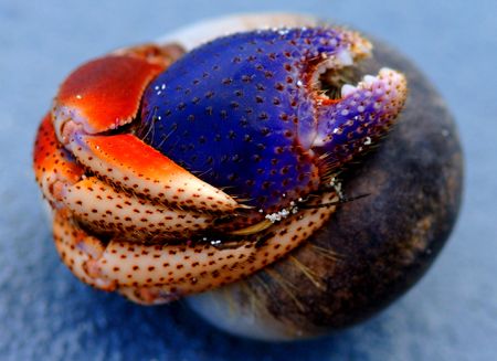 hermit crab, the day was a little overcast,put him down o... by Leon Joubert 