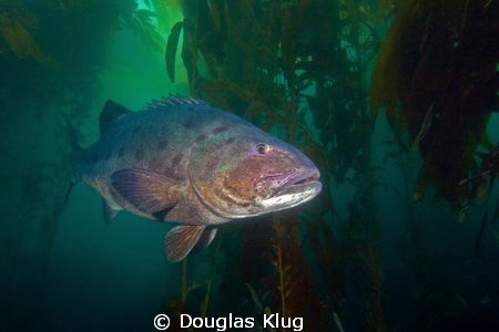 A nap in the forest. This Giant Black Sea Bass was sleepi... by Douglas Klug 