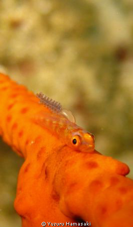 a whip goby with a parasite by Yuzuru Hamasaki 