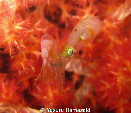 a baby squid eating a shrimp at night by Yuzuru Hamasaki 