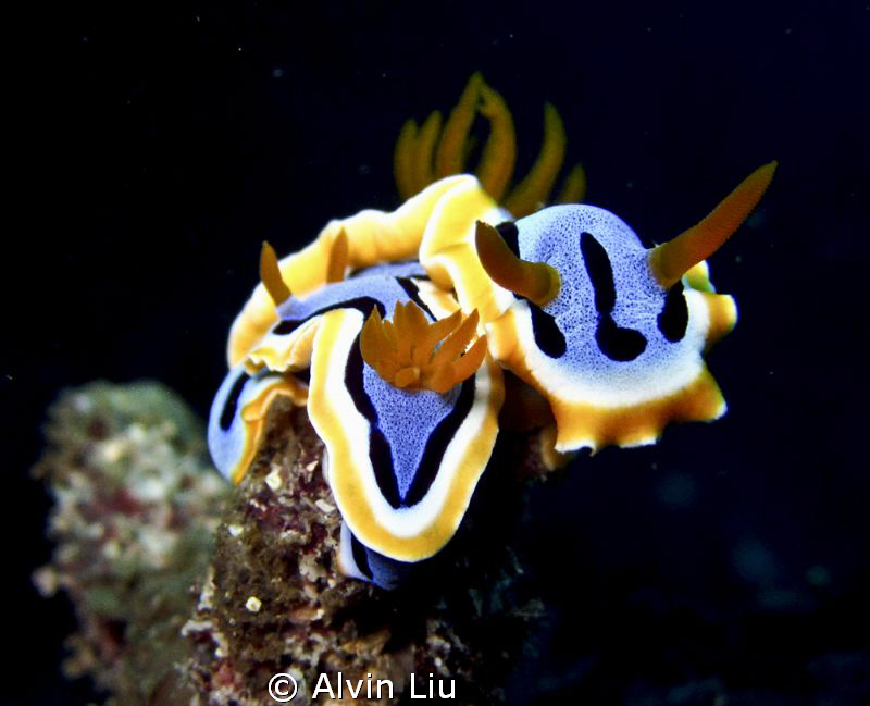 I found this Nudibranch Chromodoris Annae love to the oth... by Alvin Liu 