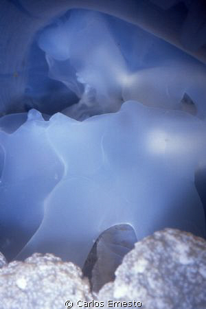 Inside a jellyfish. by Carlos Ernesto 
