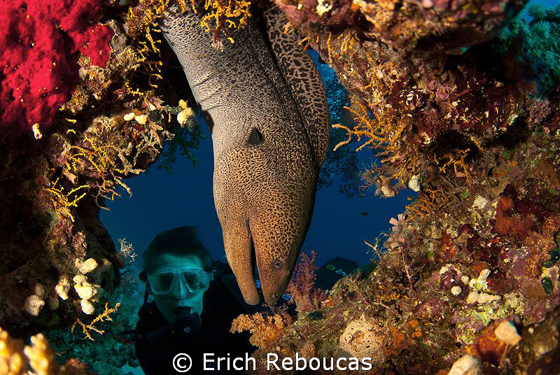 Giant moray by Erich Reboucas 