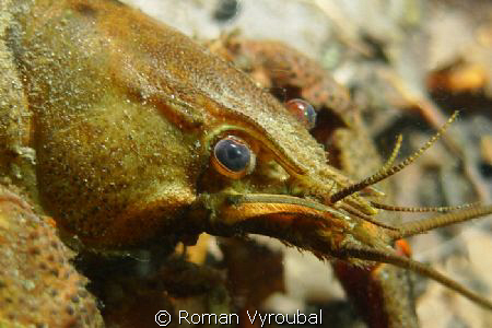 crayfish by Roman Vyroubal 