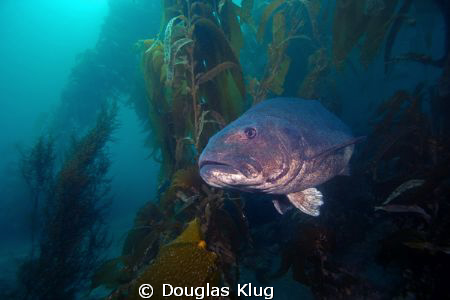 Big Boy in the Kelp. A Giant Black Sea Bass emerges from ... by Douglas Klug 