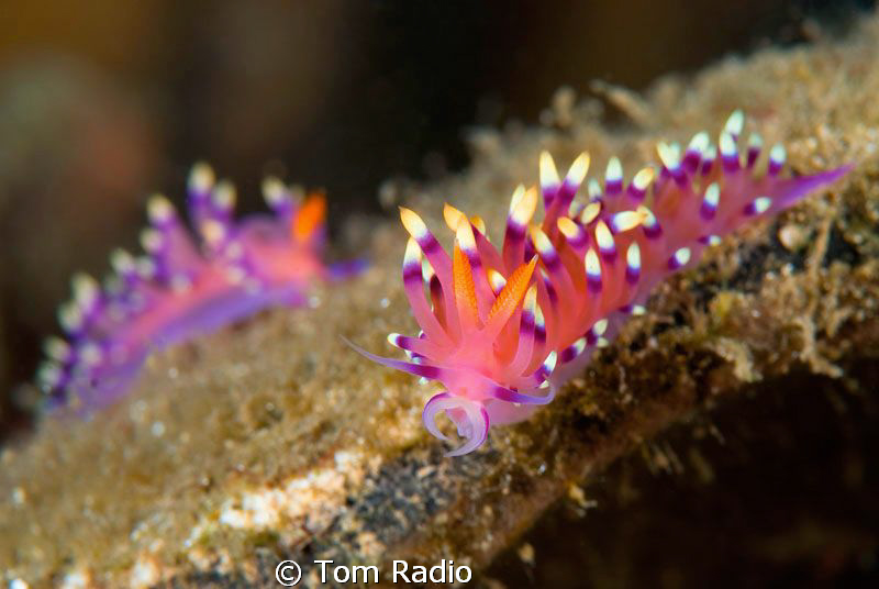 Flabellina Exoptata
Sulawesi, Indonesia by Tom Radio 