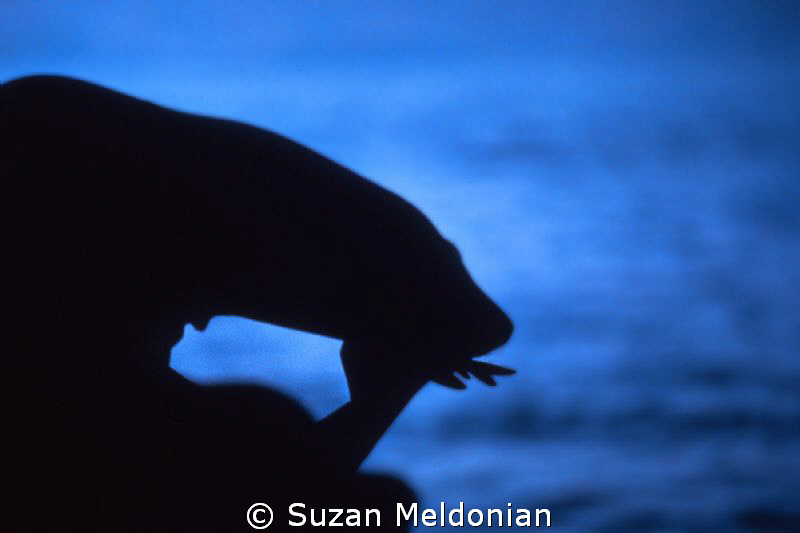 The Thinker,

A Sea Lion contemplates the Sea. by Suzan Meldonian 
