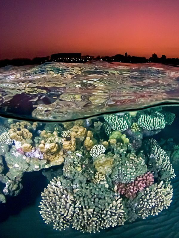 "After the Sunset at the Red Sea Reef" by Henry Jager 