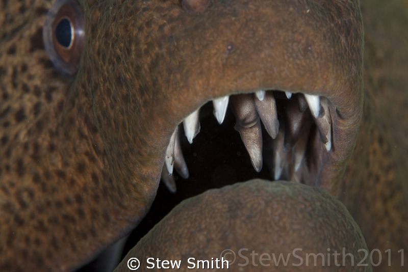 Moray Eel dentistry by Stew Smith 