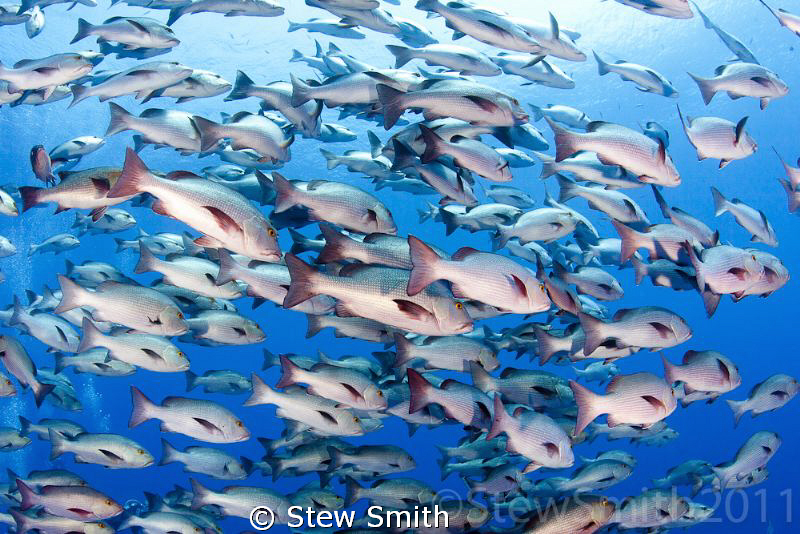 Schooling Bohar Snapper at Shark Reef Ras Mohammed by Stew Smith 