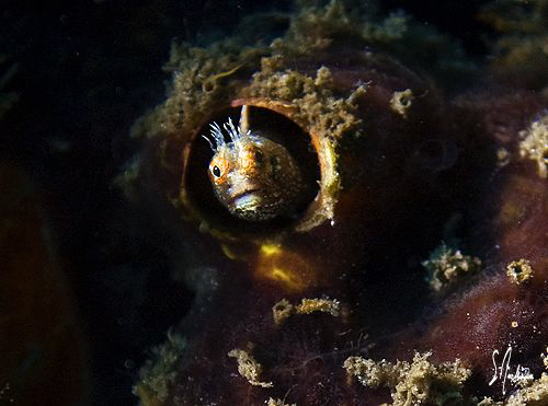 Hide and seek with a small Blenny at Blue Heron Bridge of... by Steven Anderson 