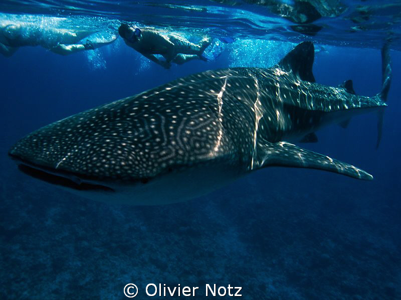 wunderful experience to snorkel with a whale shark. Unfor... by Olivier Notz 