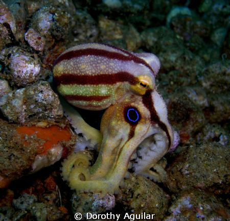 Mototi octopus at bonet's corner
Dauin Negros,Philippines by Dorothy Aguilar 