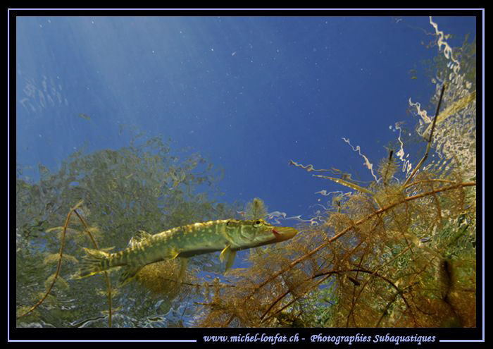 Little pike fish on the hunt close to the surface... :O)... by Michel Lonfat 