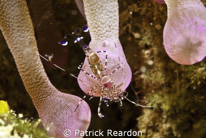 Spotted cleaner shrimp in an anemone.  Nikon 105 mm with ... by Patrick Reardon 