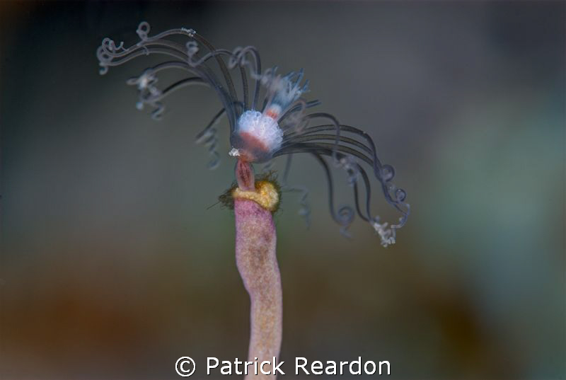 Hydroid with Nikon 105 and Subsee 5X.  Nearly bit through... by Patrick Reardon 