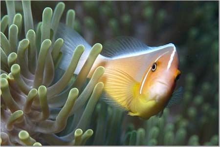 Palau, Micronesia, Clown fish in anemone, shot with Nikon... by Catherine Landa 