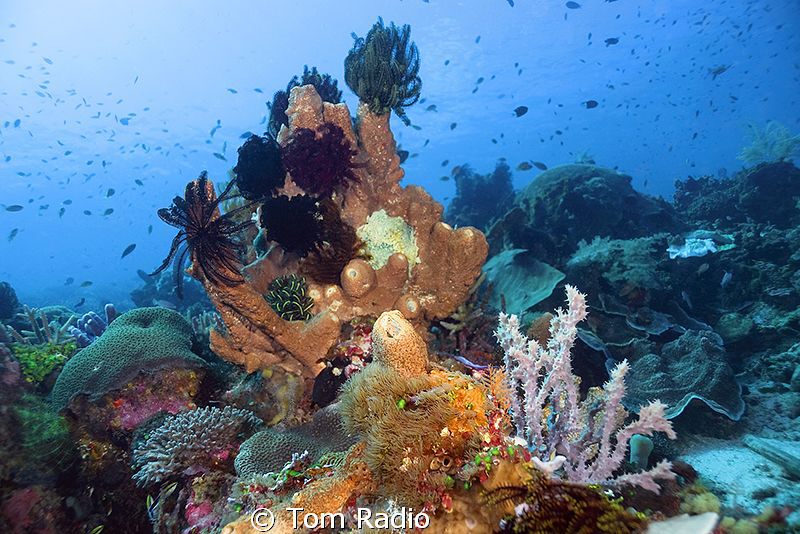 Reef Shot
Alor, Indonesia by Tom Radio 