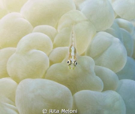 ... diving in Moevenpick Naama Bay - Sharm el Sheikh by Rita Meloni 