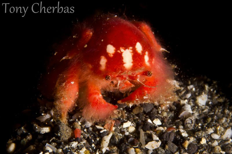 Tiny Naked Decorator Crab by Tony Cherbas 