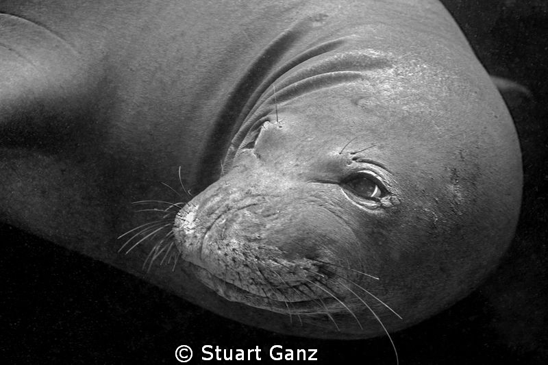 Hawaiian Monk seal by Stuart Ganz 