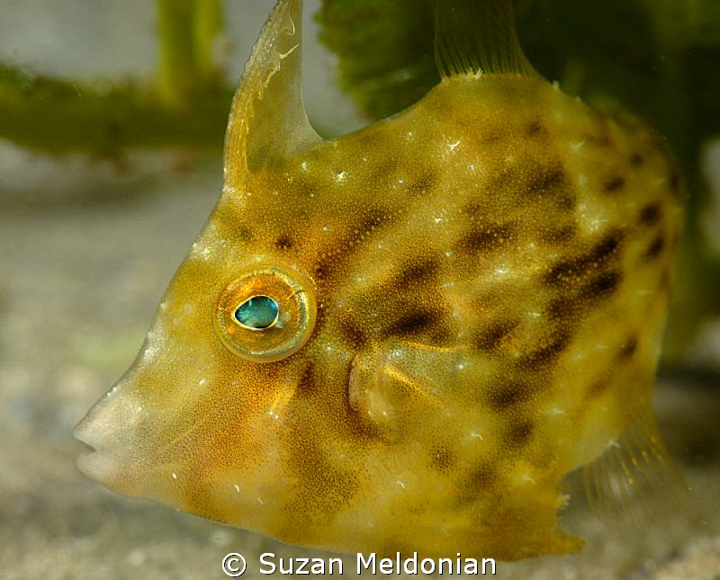 Planehead Filefish juvenile, taken with 60mm and 10x Subsee by Suzan Meldonian 