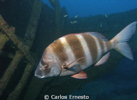 Guardian of the wreck.Diplodus cervinus by Carlos Ernesto 