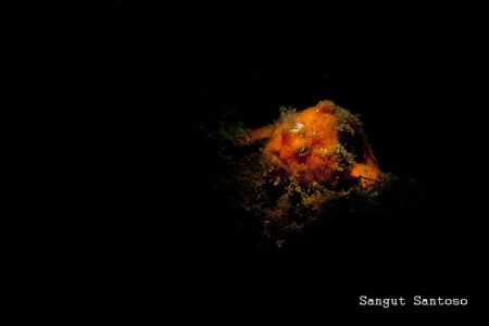 "Hot Orange" by Sangut Santoso 