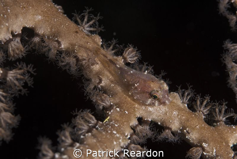 Cling-fish on a gorgonian.  4 mm or less in length.  Niko... by Patrick Reardon 
