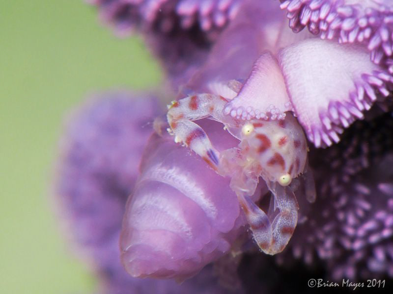 Hiding in a purple patch. by Brian Mayes 