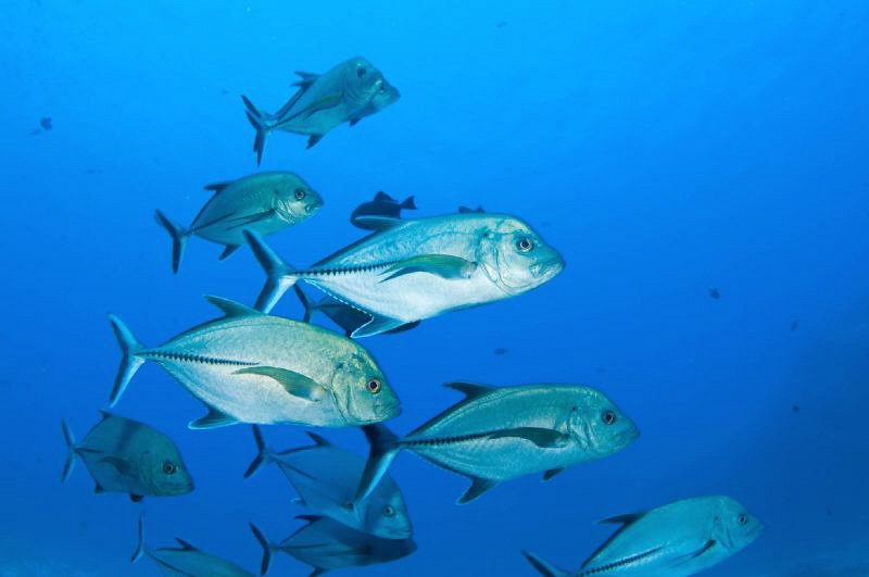 School of Jacks off Ascension Island, South Atlantic by Paul Colley 