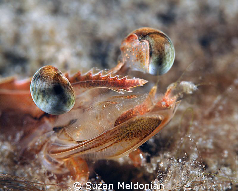 Shrimp so close you can see the hairs on his chinny chin ... by Suzan Meldonian 