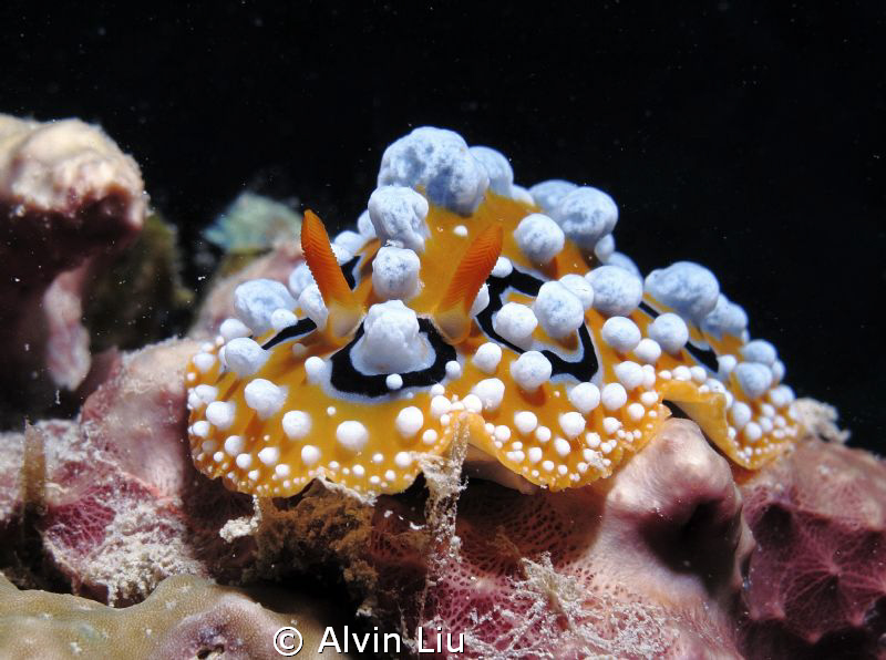 This Phyllidia varicosa taken with my canon G12 and Inon ... by Alvin Liu 