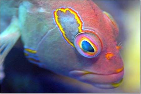 arc-eye hawk fish, Nikon D-100 / 105mm
Oahu, Hawaii. Gre... by Catherine Landa 