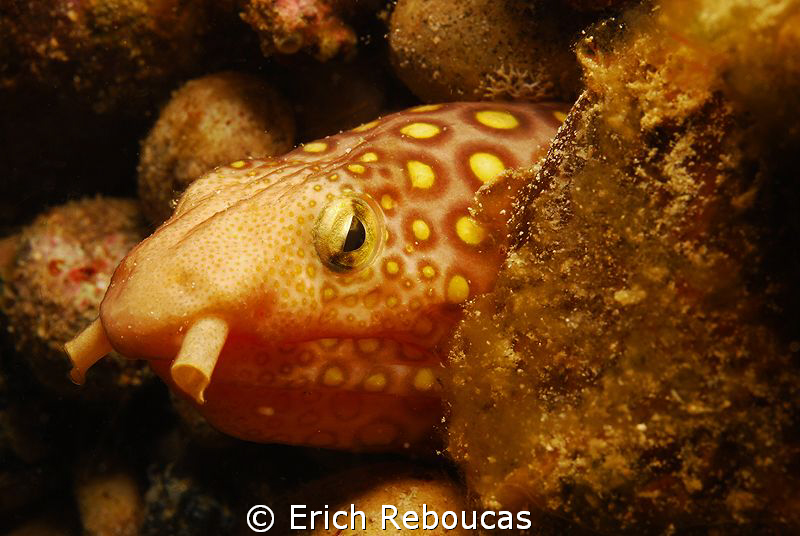 Napoleon snake eel, muck diving in South Sulawesi by Erich Reboucas 