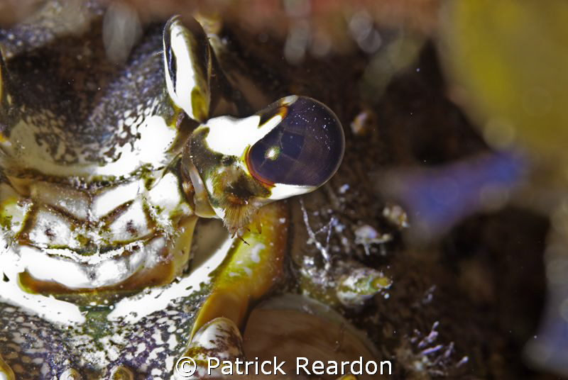 Lobster eye, up close and personal. by Patrick Reardon 