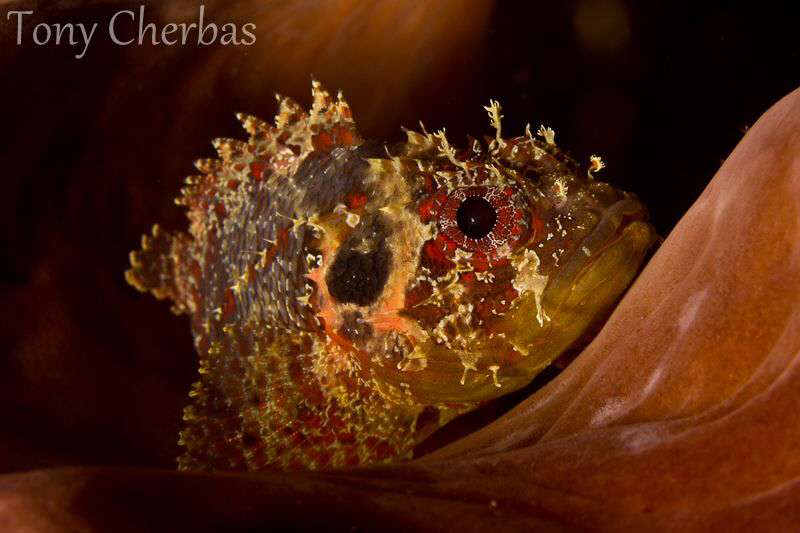 Scorpionfish in a Barrel Sponge by Tony Cherbas 