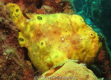 Frog Fish at Angel City, Bonaire. Canon 95S, Ikelite hous... by Robert Michaelson 