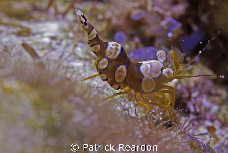 Spotted cleaner shrimp. by Patrick Reardon 