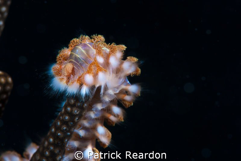 Bristleworm.  Never encountered one before this dive, the... by Patrick Reardon 